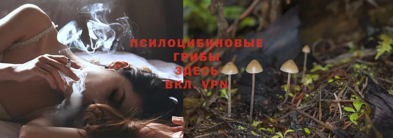 гидра ссылка  Дубовка  Псилоцибиновые грибы Psilocybe 